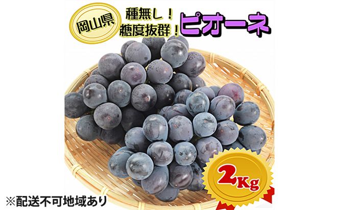 ぶどう 2026年 先行予約 ニュー ピオーネ【8月中旬～順次発送分】約2kg（2房～5房）秀品 糖度抜群！ 種無し ブドウ 葡萄  岡山県産 国産 フルーツ 果物 ギフト 果物類 
