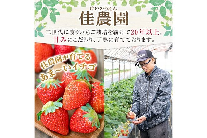 a881 ＜先行予約受付中！2027年2月上旬～3月下旬に発送予定＞ いちご・さがほのか(合計24粒～30粒)【佳農園】国産 鹿児島県産 苺 イチゴ フルーツ 果物 くだもの ギフト 贈答用