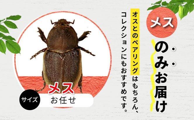 ヘラクレスオオカブト メス 1匹 サイズフリー　※配送不可地域あり 304018_CW007