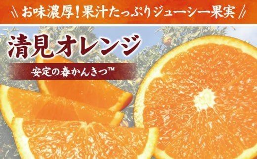  清見 オレンジ 8kg サイズおまかせ / みかん 蜜柑 柑橘 果物 フルーツ 紀伊国屋文左衛門本舗 ※2027年2月中旬～4月下旬頃発送予定 【kmtb011-r-8】