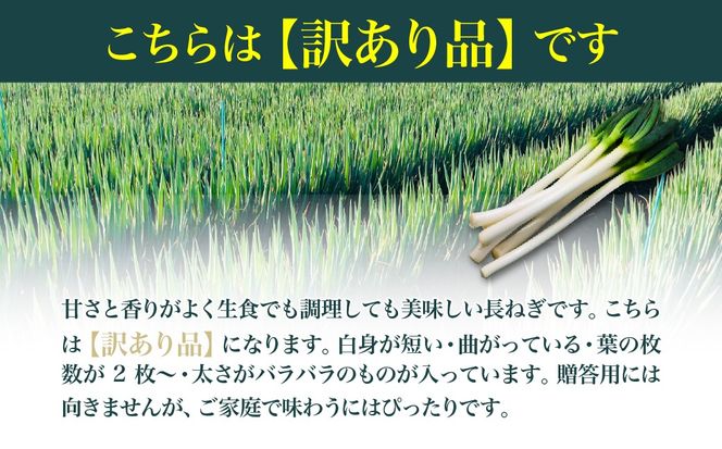 Sugary長ねぎ(訳あり品)4kg×1箱 SMY006