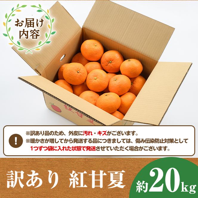 ＜先行予約受付中！2027年1月中旬以降順次発送予定＞訳あり紅甘夏(約20kg) 国産 鹿児島県 阿久根市 果実 果物 フルーツ 柑橘 紅甘夏 みかん ミカン 期間限定 数量限定【桐野柑橘株式会社】akn070-09