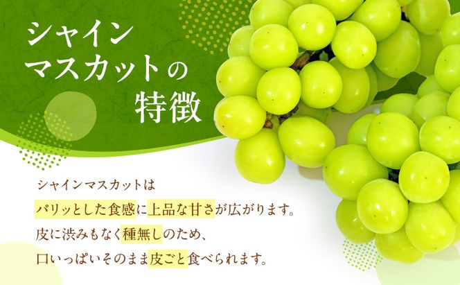 ぶどう 2026年 先行予約 シャイン マスカット 晴王 1房 650g以上 2026年6月下旬～7月下旬発送分 ブドウ 葡萄 岡山県 赤磐市産 国産 フルーツ 果物 ギフト 赤坂青空市 シャインマスカット 