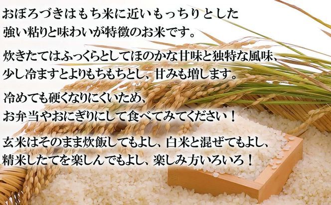 令和7年度産 北海道米 おぼろづき 玄米 10kg (5kg×2) 北海道 新ひだか町