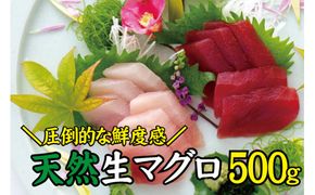 天然 キハダ（もしくはメバチ）500g 生まぐろ 鮮度抜群の生まぐろをお届けします / 生鮪 鮪 マグロ 生まぐろ キハダマグロ 刺身【tka018A】