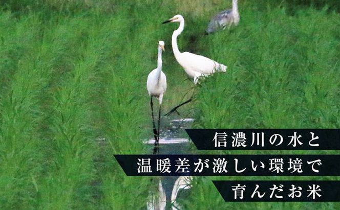 【定期便/6ヶ月】無洗米 ゆきまち米1kg 極上魚沼産コシヒカリ 米 こしひかり 無洗米 白米 ご飯 定期便 定期