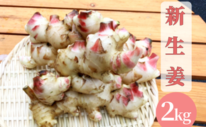 【先行予約】 新生姜 2kg 生姜 しょうが ショウガ 野菜 薬味 スパイス 辛味 大生姜 さわやか 宮津市 京都府