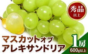 【2026年先行予約】マスカット オブ アレキサンドリア 1房(1房600g以上) 秀品以上 化粧箱入 株式会社山博(中本青果)《2026年7月中旬-8月中旬頃出荷》岡山県 笠岡市 ぶどう マスカット 秀品 果物 送料無料【配送不可地域あり】---Y-29---