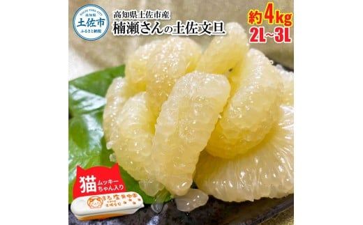 【先行予約】楠瀬さん土佐文旦 約4kg 2L～3Lサイズ〈2027年2月15日～2027年4月5日発送〉 猫ムッキーちゃん入り 7玉前後 ぶんたん ブンタン フルーツ 柑橘 みかん 果物 くだもの 柑橘類 デザート 贈答用 プレゼント【まる庄果樹園】[BQAF018]