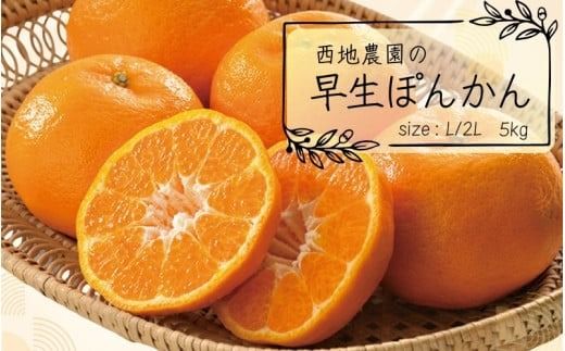 【先行予約】L・2Lサイズのみ 西地農園の早生ぽんかん 5kg【12月末から1月上旬までに順次発送】 / ぽんかん 柑橘 みかん 蜜柑 ハウス 2L L 早生【mnd001】