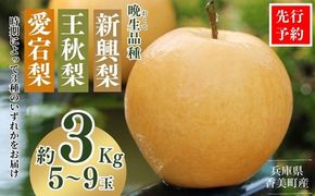 2026年産 先行予約【梨 （新興梨 王秋梨 愛宕梨のいずれか）3kg（5～9玉）】10月中旬～12月下旬にかけて発送予定 晩生品種 新興・王秋・愛宕  梨 なし ナシ 和梨 フルーツ 大人気 人気 甘い みずみずしい 果実 果物 新鮮 旬の果物 おすすめ ランキング 国産 香住  贈り物  贈答 ギフト 秋 冬 兵庫県 香美町 香住 JAたじま 9000円 12-06