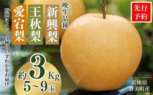 2026年産 先行予約【梨 （新興梨 王秋梨 愛宕梨のいずれか）3kg（5～9玉）】10月中旬～12月下旬にかけて発送予定 晩生品種 新興・王秋・愛宕  梨 なし ナシ 和梨 フルーツ 大人気 人気 甘い みずみずしい 果実 果物 新鮮 旬の果物 おすすめ ランキング 国産 香住  贈り物  贈答 ギフト 秋 冬 兵庫県 香美町 香住 JAたじま 9000円 12-06