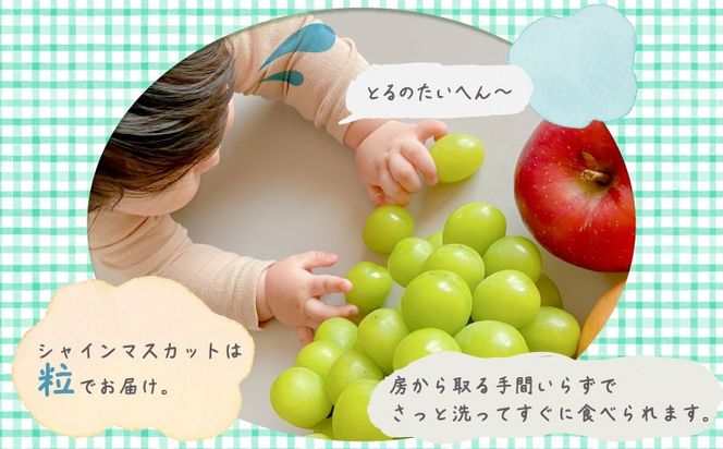 【2026年先行予約】シャインマスカット　約1.3kg（粒）FB022 ｜シャインマスカット ぶどう 　葡萄　ブドウ　山梨県　都留市 くだもの　果物 フルーツ 大人気 送料無料 粒のまま