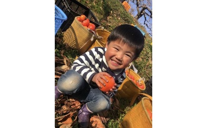 柿 富有柿 早生 Lサイズ 14～15玉入 かき カキ 果物 くだもの フルーツ 