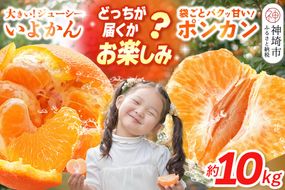 【2027年1月中旬より発送開始】伊予柑orポンカン 約10kg【みかん 柑橘 ぽんかん フルーツ デザート お楽しみ】(H116157)