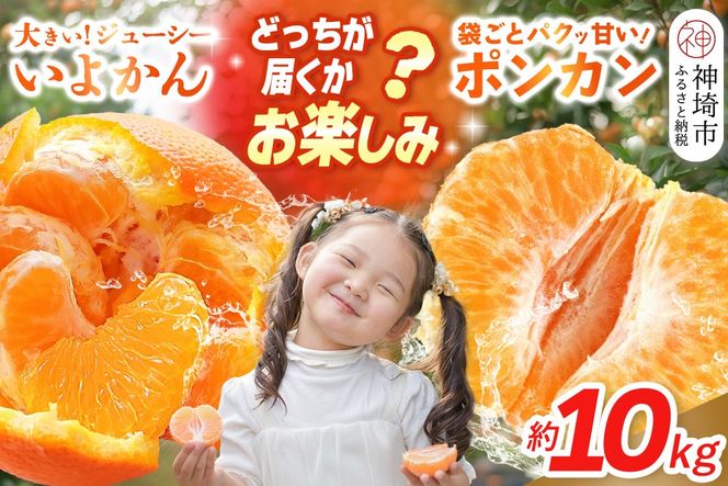 【2027年1月中旬より発送開始】伊予柑orポンカン 約10kg【みかん 柑橘 ぽんかん フルーツ デザート お楽しみ】(H116157)