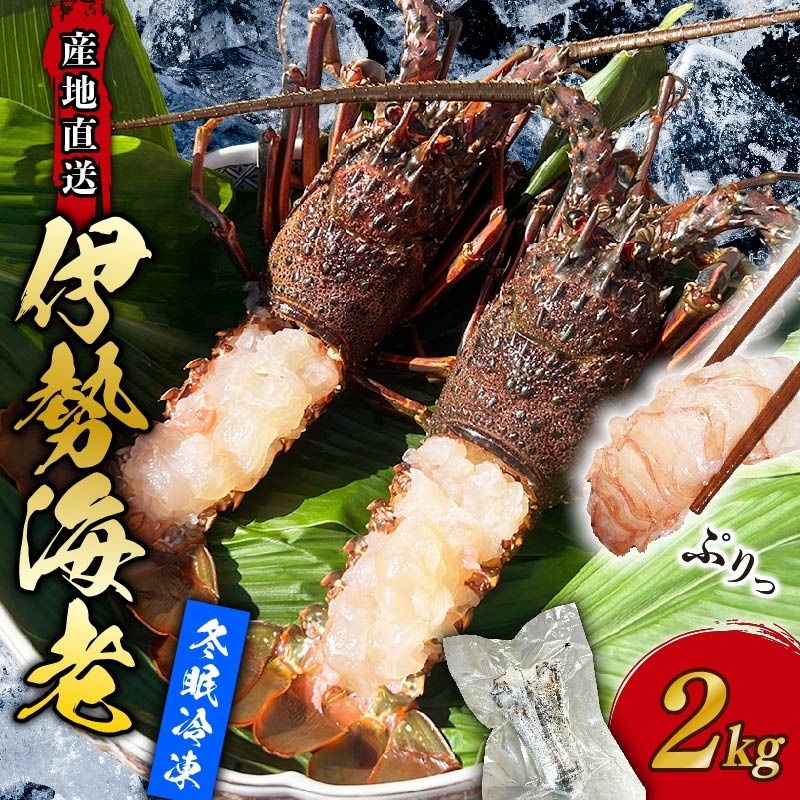 伊勢海老 冷凍 2kg いせえび 海老 えび エビ イセエビ 冬眠冷凍 家庭用 海鮮 鮮度 産地直送 漁師直送 刺し身 味噌汁 だし ふるさと納税 高知県 室戸市