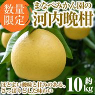 ＜先行予約受付中！2027年3月中旬以降順次発送予定＞まなべみかん園の河内晩柑(約10kg) 国産 鹿児島県産 阿久根市産 柑橘類 かんきつ 晩柑 果物 フルーツ 期間限定 数量限定 デザート かわちばんかん 10kg 贈答用 ギフト【有限会社まなべみかん園】akn034-04