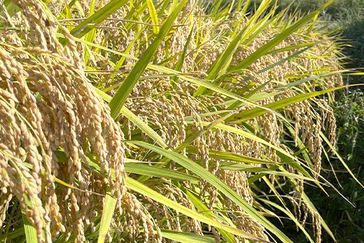 【定期便】淡路島の棚田米　5kg×6回（毎月発送）　精米 白米