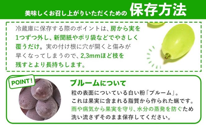 岡山県産 秀品 シャインマスカット ニューピオーネ 詰め合わせ 約1.2kg 2房 葡萄 果物 厳選出荷 スイーツ フルーツ デザート 岡山県 笠岡市《9月中旬-11月上旬頃出荷》数量限定 秋旬 種なしぶどう---kasaoka_zsy_38_12---