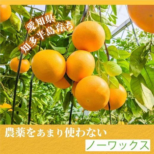 【先行受付予約】国産グレープフルーツ 家庭用7kg（15～20玉） 訳あり 柑橘 スタールビー ノーワックス 防腐剤なし 果物 ジュース ジャム 青果 旬 アロマ できるだけ農薬を使わない ※2026年5月上旬～8月上旬頃に順次発送予定