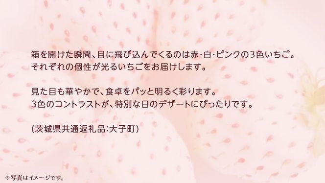 桐箱入り 大粒 3色いちご 12粒【2025年12月上旬発送開始】(茨城県共通返礼品：大子町) いちご 苺 果物 フルーツ 果実