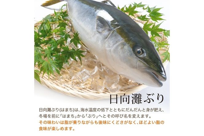 【北海道・離島配送不可】日向灘ぶりのお刺身(約400～550g)魚介 魚 旬 海鮮 ブリ 鰤 ぶり柵 刺身 しゃぶしゃぶ 冷蔵 宮崎県 門川町【UZ-03】【請関水産】