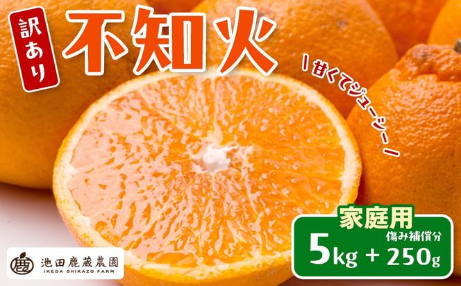 ［先行予約］家庭用 不知火5kg+250g（傷み補償分）［デコポンと同品種・人気の春みかん］［わけあり・訳あり］ CZ118