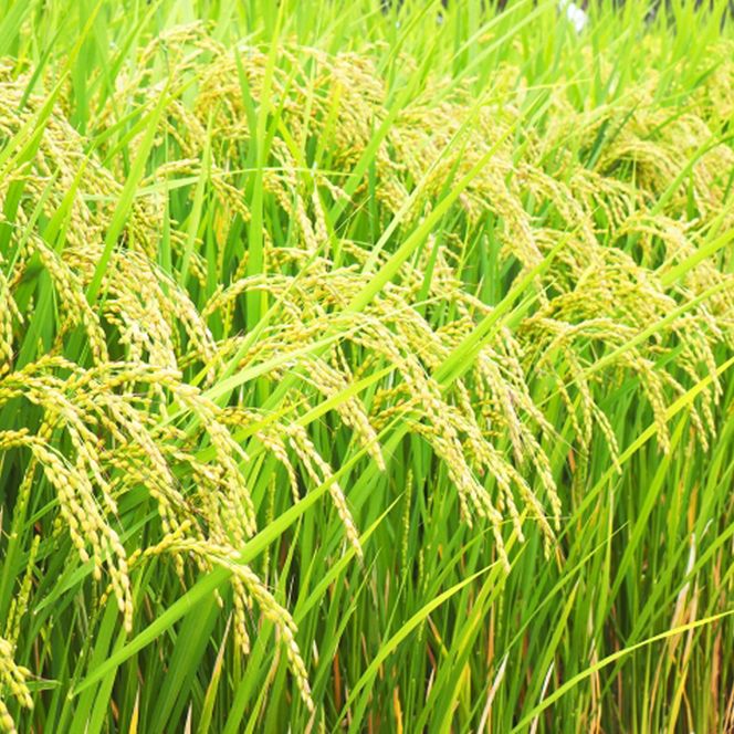 令和7年産 早炊 玄米  きぬむすめ 2kg×3袋 岡山県産　お米 国内産 ご飯 おにぎり お弁当 和食 国産 産地直送 玄米食 玄米の栄養素 