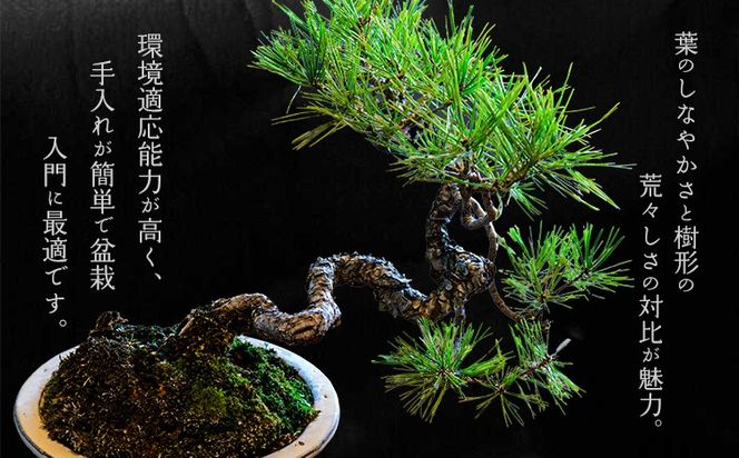 樹心園 赤松 盆栽《30日以内に出荷予定(土日祝除く)》あかまつ