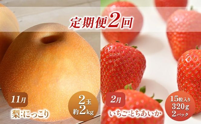 【 定期便 2回 】 大玉な梨 にっこり 2玉 約2kg と いちご市 鹿沼の 美味しい「い」「ち」「ご」とちあいか 15粒入り320g 2パック のフルーツ 定期便 ｜ 梨 いちご 鹿沼市 かぬま ※2026年11月～発送