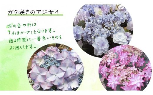 ≪先行予約≫アジサイ ガク咲き 【 おまかせ 1点 】【2026年4月上旬頃より発送開始】 植物 花 インテリア フラワー 紫陽花 お花 園芸 初夏 梅雨 ガーデニング  母の日 [BG005us]