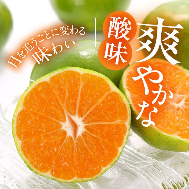 MK1073_【2026年先行予約】みかん 極早生 箱込 2.5kg ( 内容量2.3kg ) おまかせサイズ（S/M/L）秀品・優品 の混合 有田みかん 和歌山県産