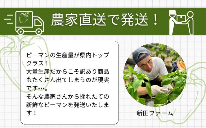 農家さん応援！ 【訳あり】 ピーマン 1kg 農家直送 野菜 新鮮 BBQ 焼肉 国産 おすすめ 送料無料 緊急支援品 生活応援 コロナ支援 福島県 田村市 新田ファーム N083-001