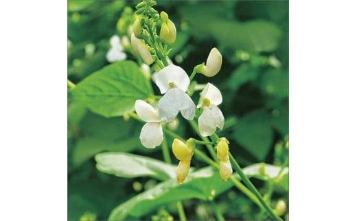 生産量日本一の白花豆を贅沢に使用した大粒甘納豆「白花美人」5パック ( 甘納豆 白花豆 和菓子 おやつ 小分け パック ふるさと納税 )【104-0015】