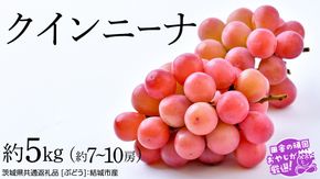 クインニーナ 約5kg（約7〜10房）【2026年8月より発送開始】（茨城県共通返礼品 [ぶどう]：結城市産） ぶどう ブドウ 葡萄 果物 フルーツ 茨城県産 [BI424-NT]