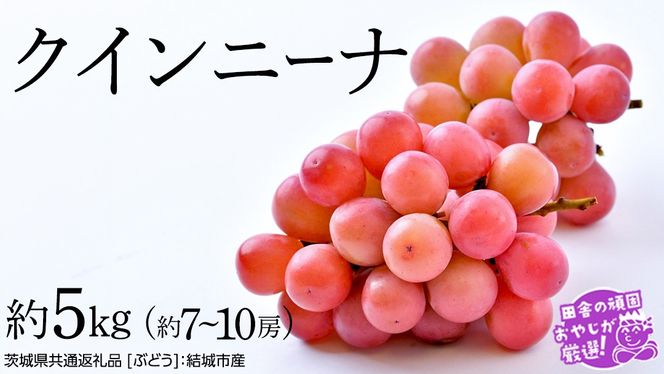 クインニーナ 約5kg（約7〜10房）【2026年8月より発送開始】（茨城県共通返礼品 [ぶどう]：結城市産） ぶどう ブドウ 葡萄 果物 フルーツ 茨城県産 [BI424-NT]