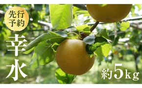 【 2026年8月上旬発送開始 】 茨城県産 梨 幸水 （約 5kg ） 10～14玉  梨 なし 和梨 日本梨 果物 フルーツ 新鮮 旬 期間限定 国産 先行予約[CL001us]