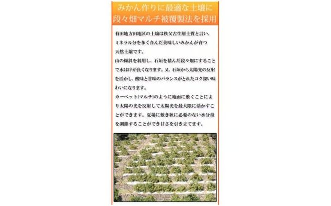 【先行予約】【ご家庭用訳あり】田村みかん　１０kg