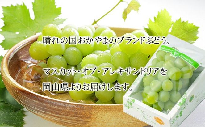 ぶどう 2026年 先行予約 マスカット ・オブ・アレキサンドリア 約600g×1房 6月下旬～7月下旬発送 ブドウ 葡萄 岡山県産 国産 フルーツ 果物 ギフト 岡山のぶどう 豊かな香り デザート 食後