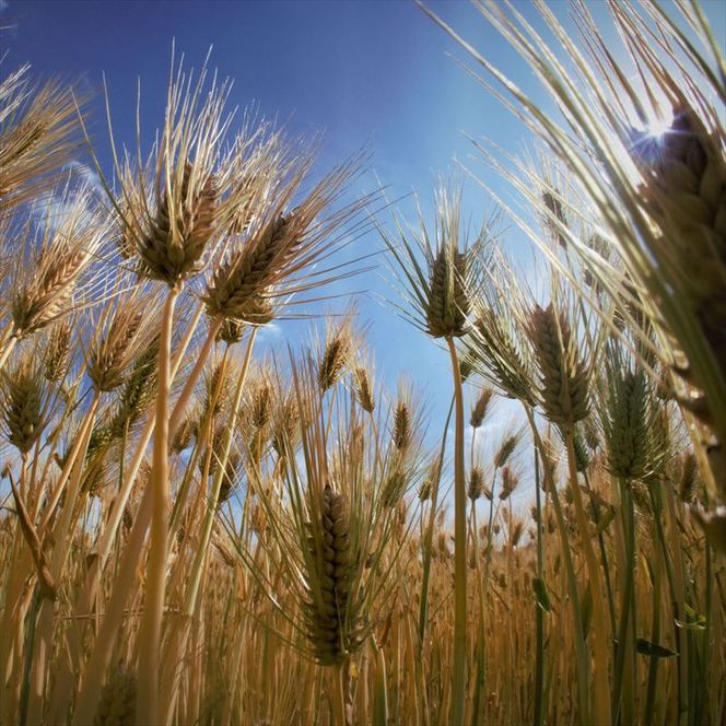 美味しさピカイチ!成分ピカイチ!もち麦は『福美』に決まり!!徳用4.3kg 