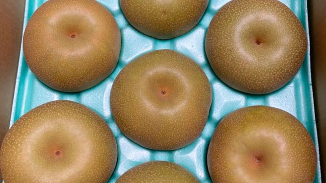 【定期便】梨 5kg（7～12個）品種移り変わりセット【2026年8月より5か月連続で発送】（茨城県共通返礼品 [梨]：大子町産）  なし ナシ 果物 フルーツ 茨城県産 [BI436-NT]