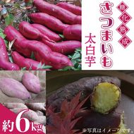 ＼通好みの希少品種／山﨑観光農園の太白芋 約6kg｜栃木県 益子町 ふるさと納税 里山 熟成 さつまいも 糖化熟成さつまいも 太白芋 プレミアム 蜜芋（AU001-4）