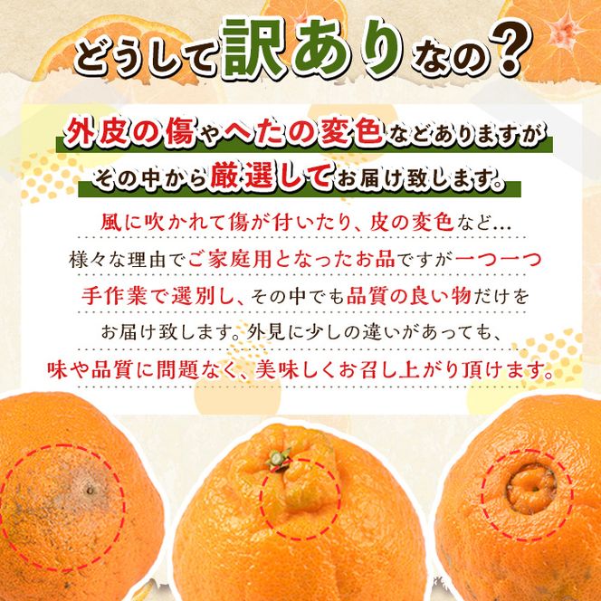 ＜先行予約受付中！2027年3月下旬以降順次発送予定＞ 数量限定！訳あり・ご家庭用！おおの果樹園の「大将季」(計5kg) 訳あり 訳アリ 果物 フルーツ 果実 柑橘 露地栽培 無加温 みかん 期間限定 家庭用 自宅用 【おおの果樹園】akn087-02