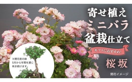 寄せ植え ミニバラ 盆栽 風 仕立て「桜坂」 バラ 花 お花 フラワー ギフト 母の日 [BN050ci]