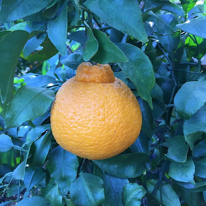 ZE6110n_有田の不知火(しらぬひ)　6玉 （L～2Lサイズ）まごころ手選別