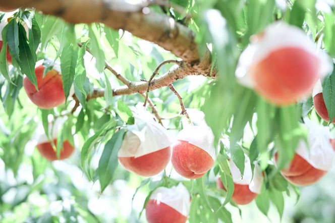 ＜2026年発送＞山梨県産　桃　（9玉～12玉）　3キロ以上　SWCN001-3kg