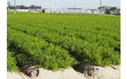 【訳あり】甘くて食べやすい“碧南にんじん” 5kg にんじん 人参 ニンジン 野菜 やさい 国産 碧南市 健康 食品ロス削減 甘い 先行予約 旬 特産 高評価 高リピート 人気 H105-139