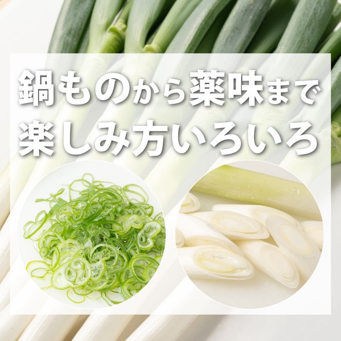 【先行予約】 長ネギ 3kg 2Lサイズ 満天ねぎ 加美町産 星農園 | 長ネギ 3kg 2Lサイズ 満天ねぎ 宮城県 加美町 星農園 先行予約 産地直送 甘み 旨味 みずみずしい ジューシー とろみ 鍋 焼きねぎ 炒め物 国産 野菜 | tm-ng-2l03