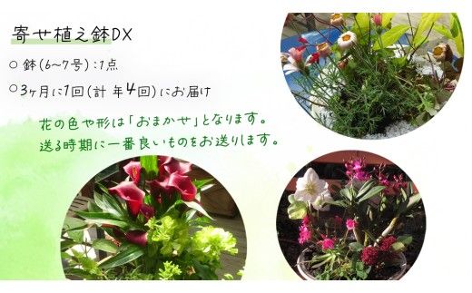 《 3ヶ月に1回お届け！年4回 定期便 》【 確実園 オリジナル 】 寄せ植え DX（おまかせ1点） ガーデニング 花 はな フラワー 鉢 鉢植え [BG012us]